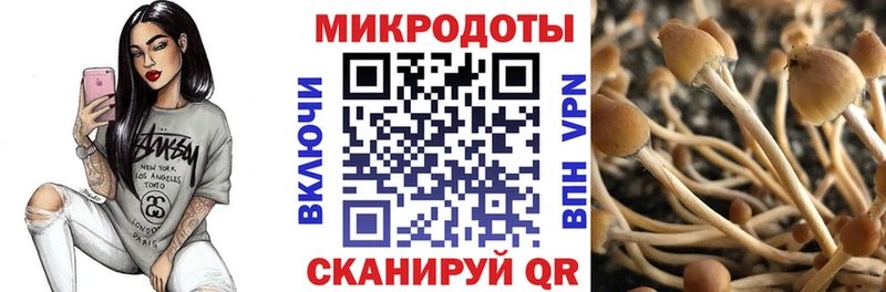 Галлюциногенные грибы Psilocybe  купить наркотик  ссылка на мегу вход  Чистополь 